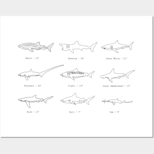 Sharks Posters and Art